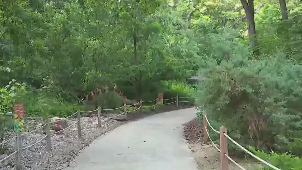 Walking among full-size dinosaurs