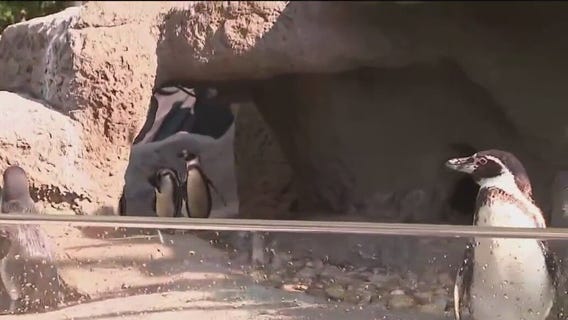 Penguins of the Pacific habit