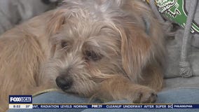 Rescue Me | Meet Matthew