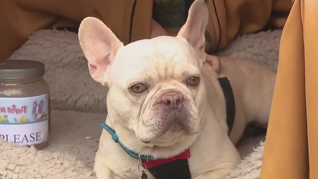 French Bulldog Kissing Booth