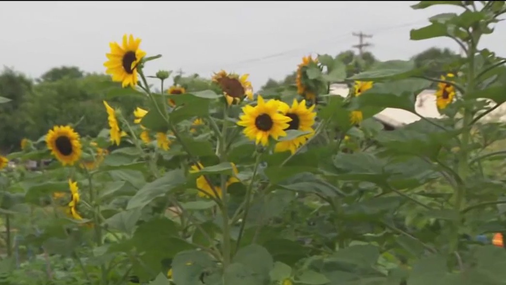 Growing food, friendships, and futures