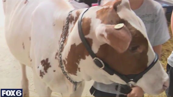 Dairy exhibitors talk about show day