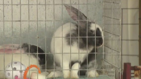 Petting Pen Pet animals