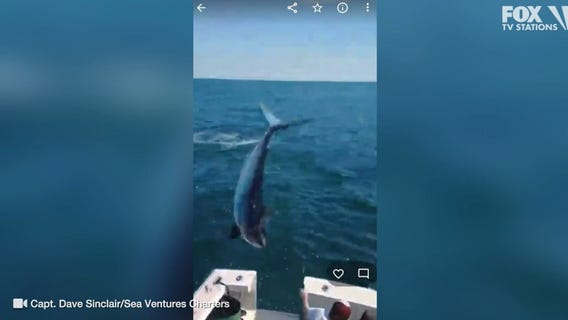 MUST WATCH: Mako shark jumps into crew's boat while fishing