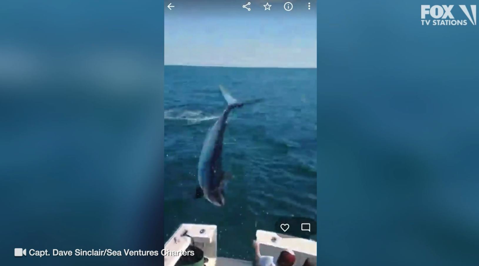MUST WATCH: Mako shark jumps into crew's boat while fishing