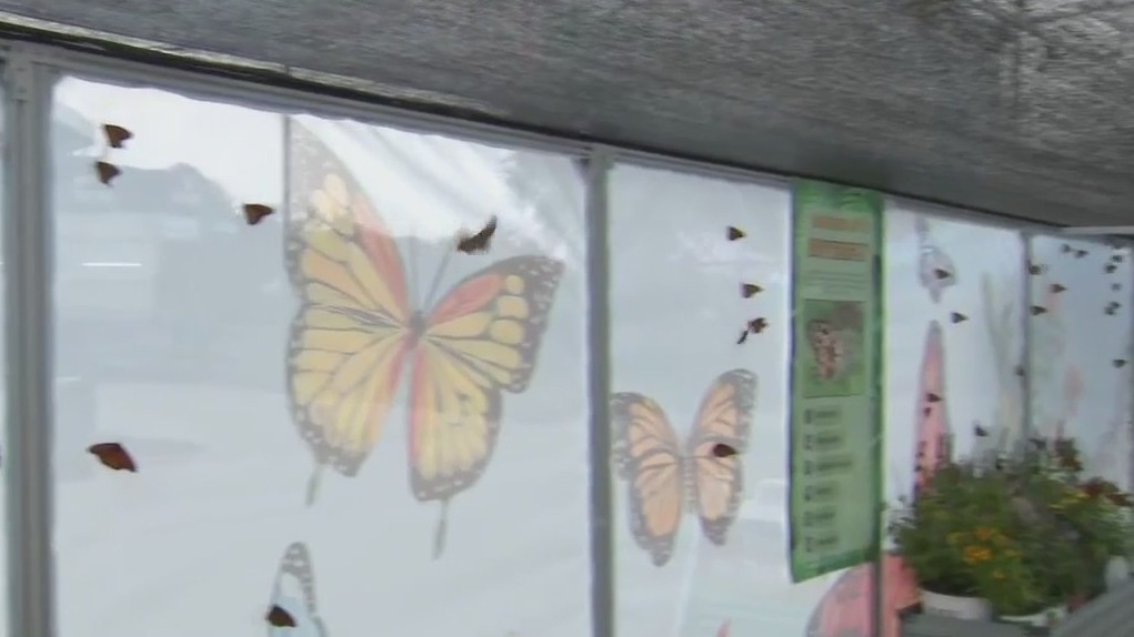 Pacifica Butterfly Exhibit