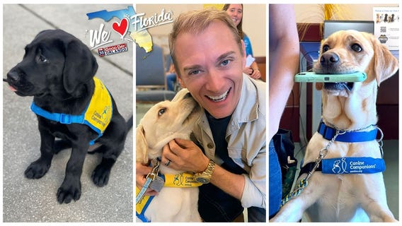 Meet these adorable service dogs in Orange County