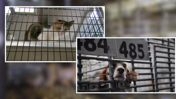 Open Record: Significant Pain