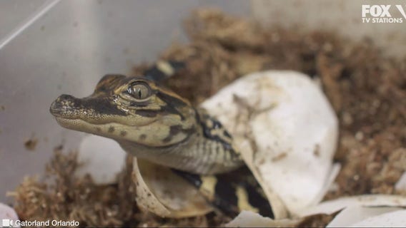 VIDEO: Watch baby alligators hatch, and chirp for mom