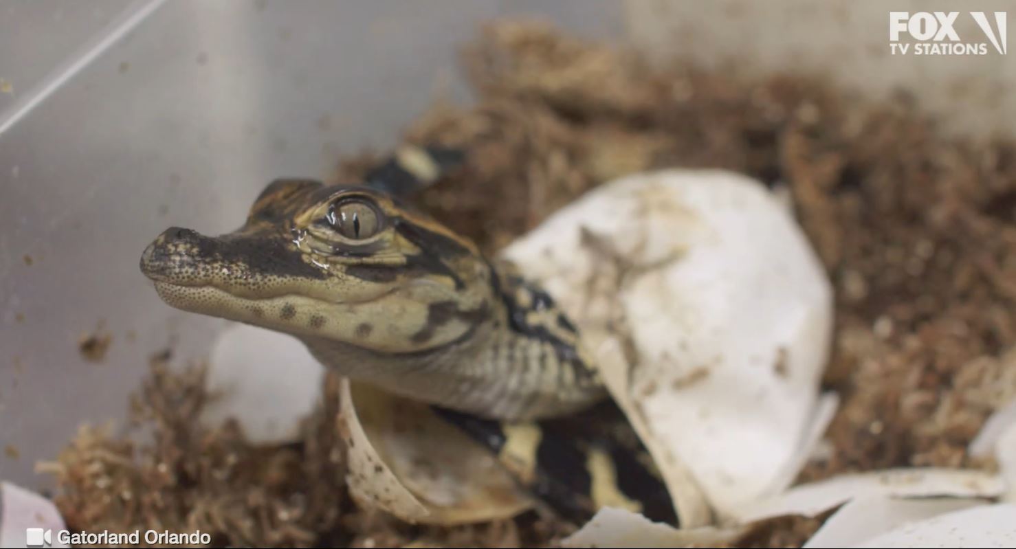 VIDEO: Watch baby alligators hatch, and chirp for mom