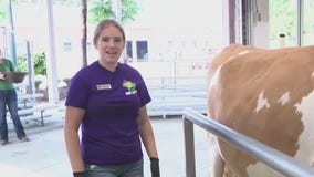 Milking cows at the Wisconsin State Fair