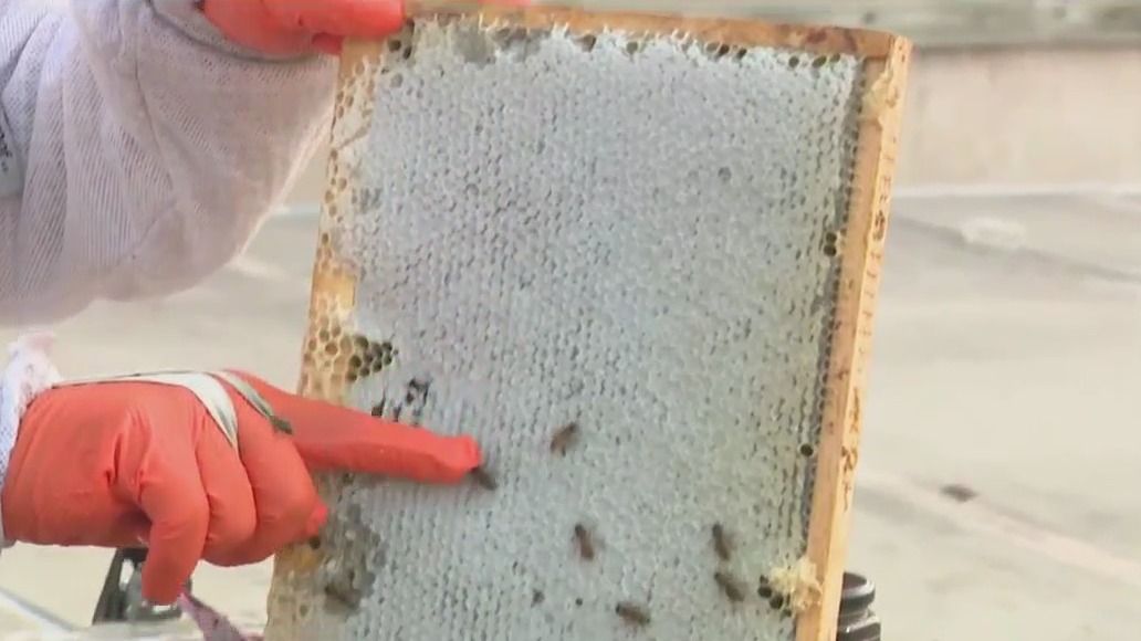 Rooftop bees by the hives