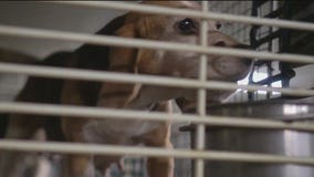 Wisconsin dogs sold for scientific experiments