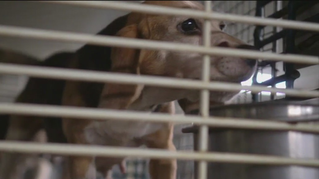 Wisconsin dogs sold for scientific experiments