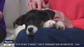 Rescue Me | Meet Muffin