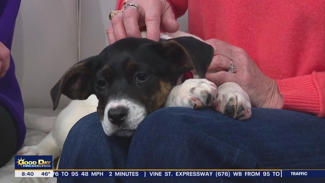 Rescue Me | Meet Muffin