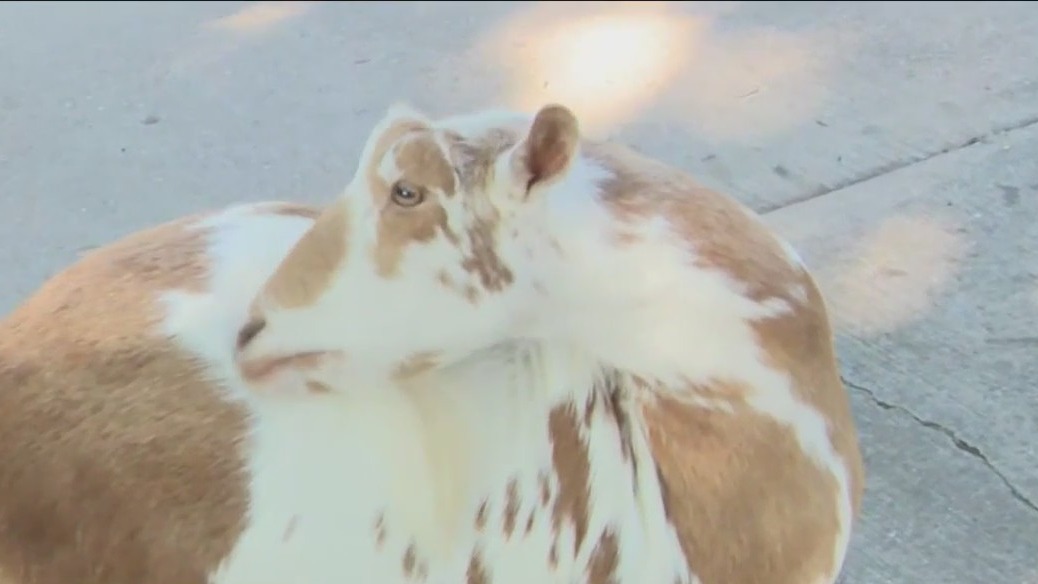 What?s happening at the Family Farm?