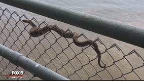 Copperhead snake spotted at East Potomac Park in DC