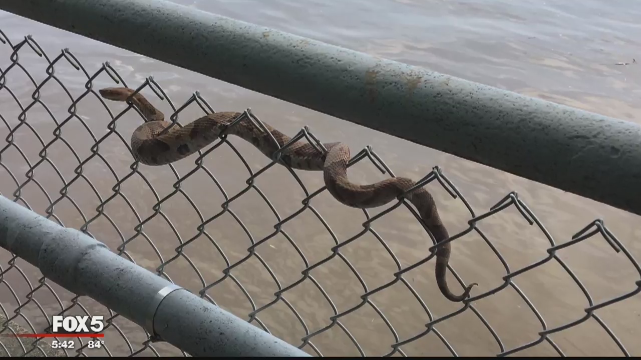 Copperhead snake spotted at East Potomac Park in DC