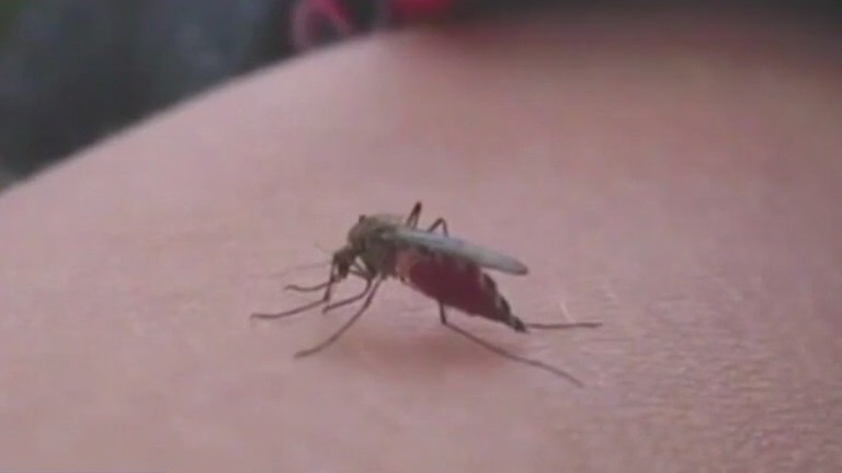 More mosquitoes following historic flooding