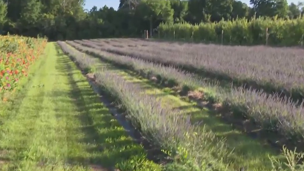 Types of flowers, options for picking