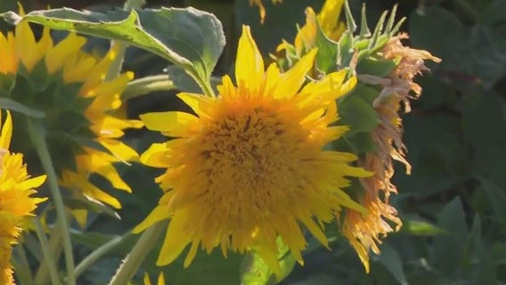 Basse Farm?s Apple and Sunflower Fest