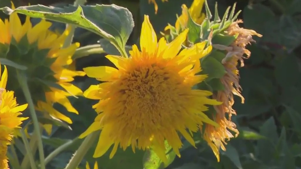 Basse Farm?s Apple and Sunflower Fest