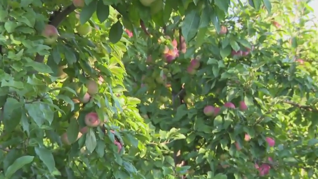 Different types of apples