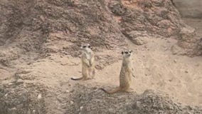 Racine Zoo meerkat exhibit