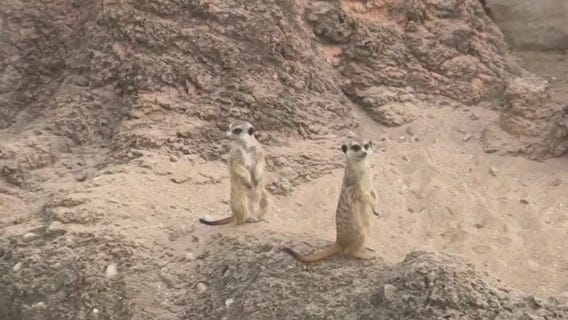Racine Zoo meerkat exhibit