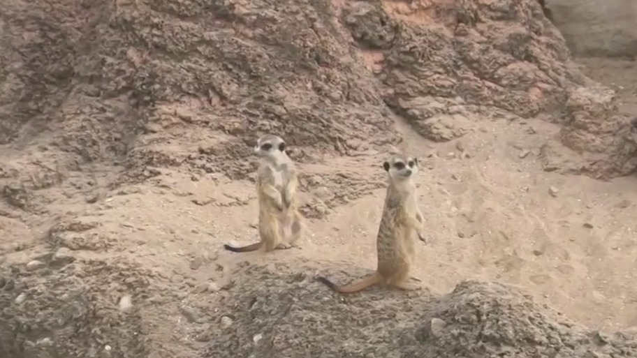 Racine Zoo meerkat exhibit
