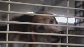 Wisconsin dog breeding farm faces violations