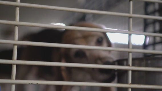 Wisconsin dog breeding farm faces violations