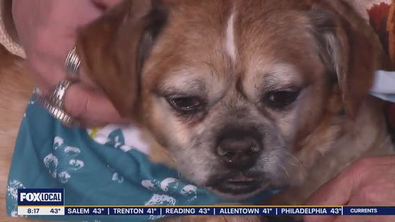 Rescue Me | Meet Max