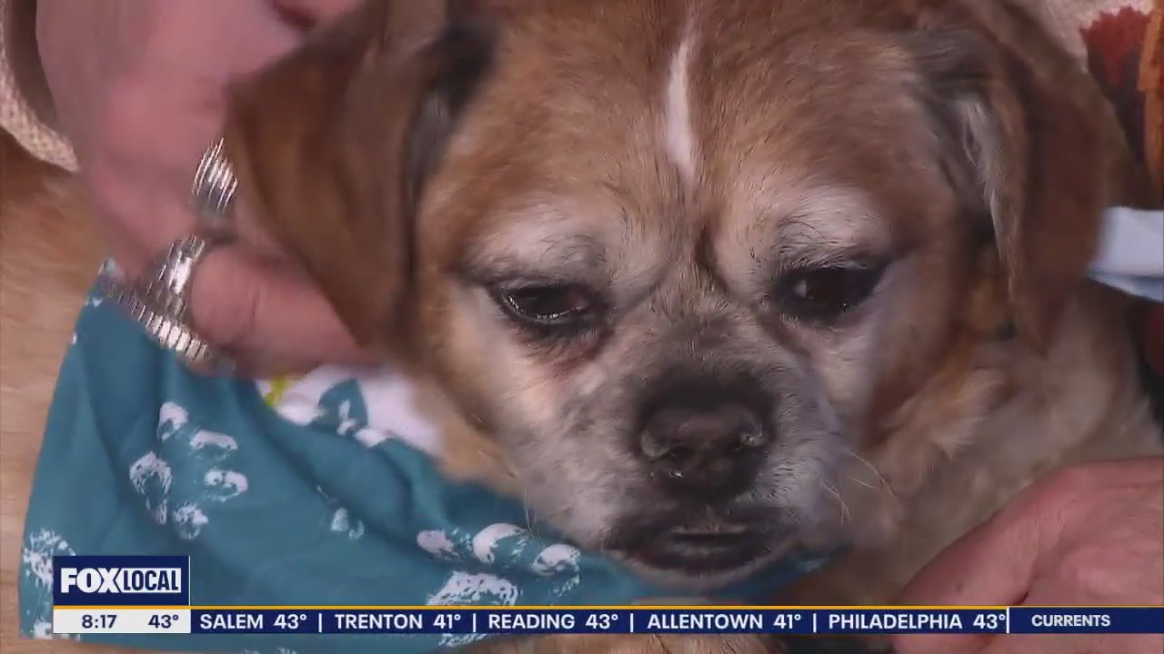 Rescue Me | Meet Max