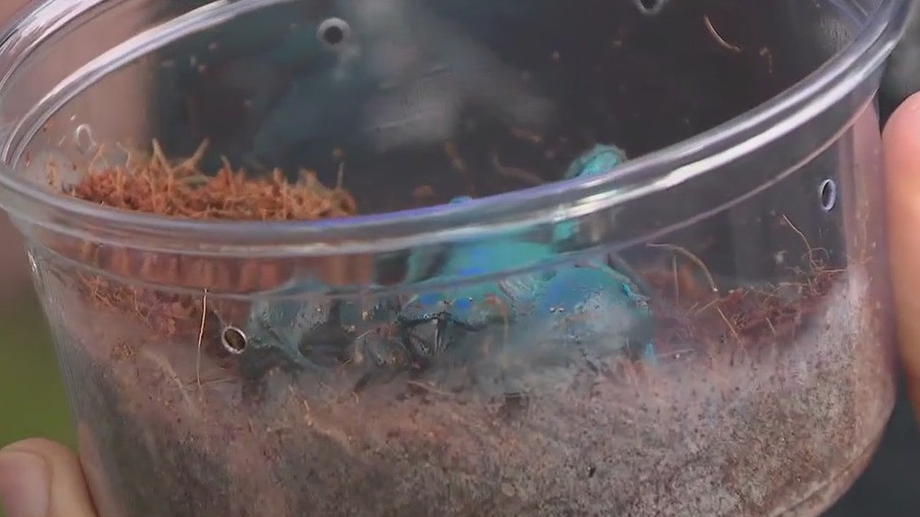 Not all multi-legged creatures are bugs