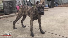 Virginia dog owner says off-duty ATF agent shot, killed his mastiff puppy