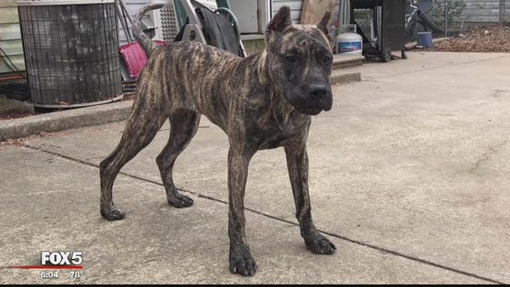 Virginia dog owner says off-duty ATF agent shot, killed his mastiff puppy
