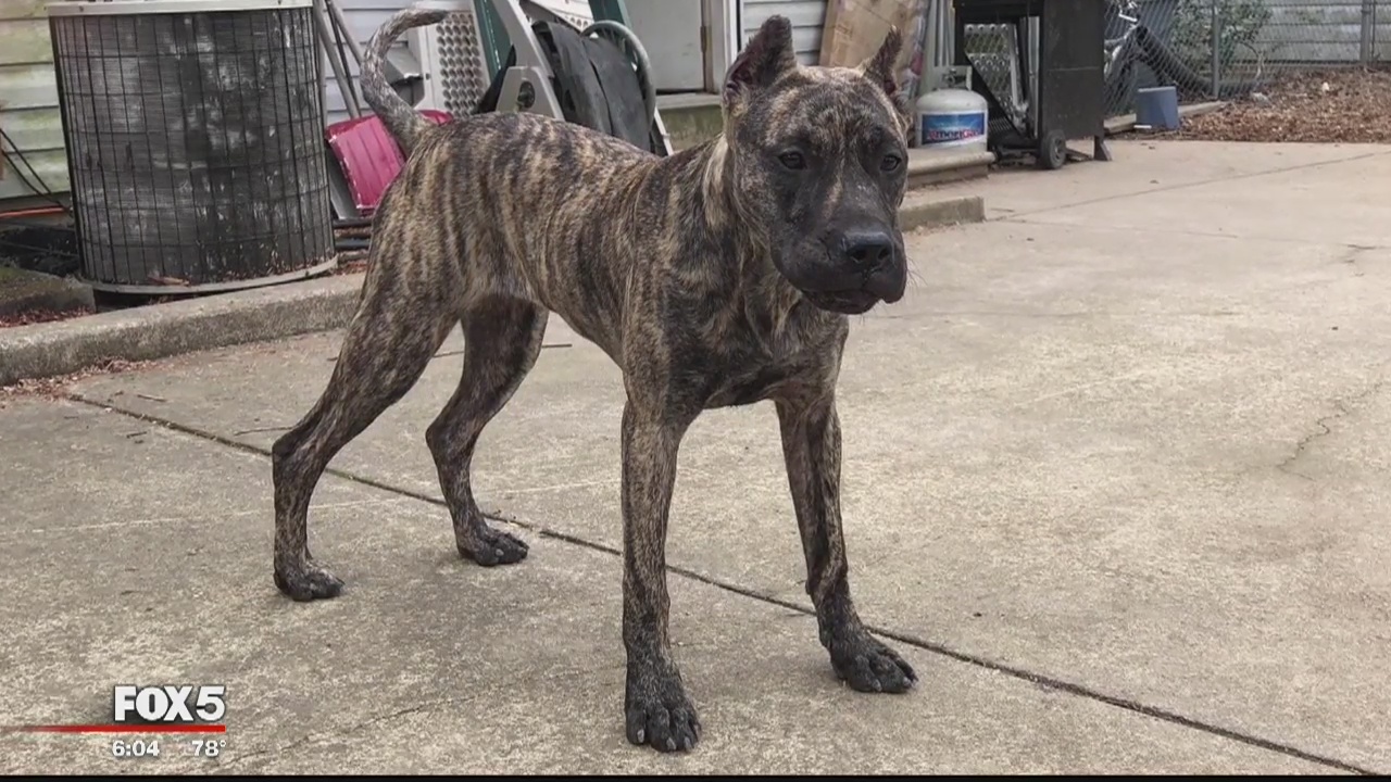 Virginia dog owner says off-duty ATF agent shot, killed his mastiff puppy