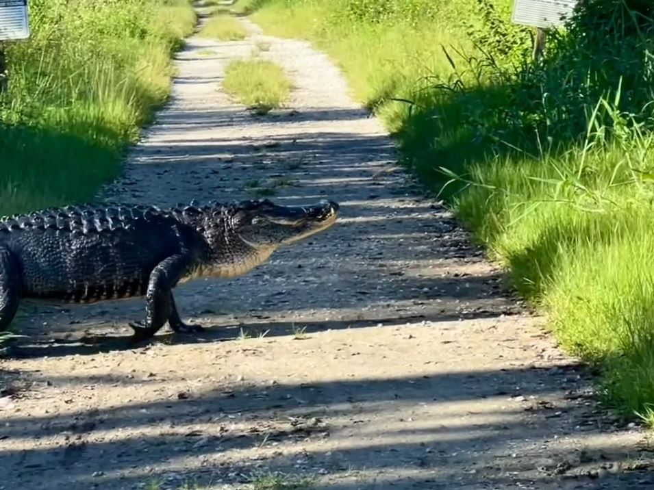 VIDEO: Hiker spots huge alligator crossing trail in Polk County