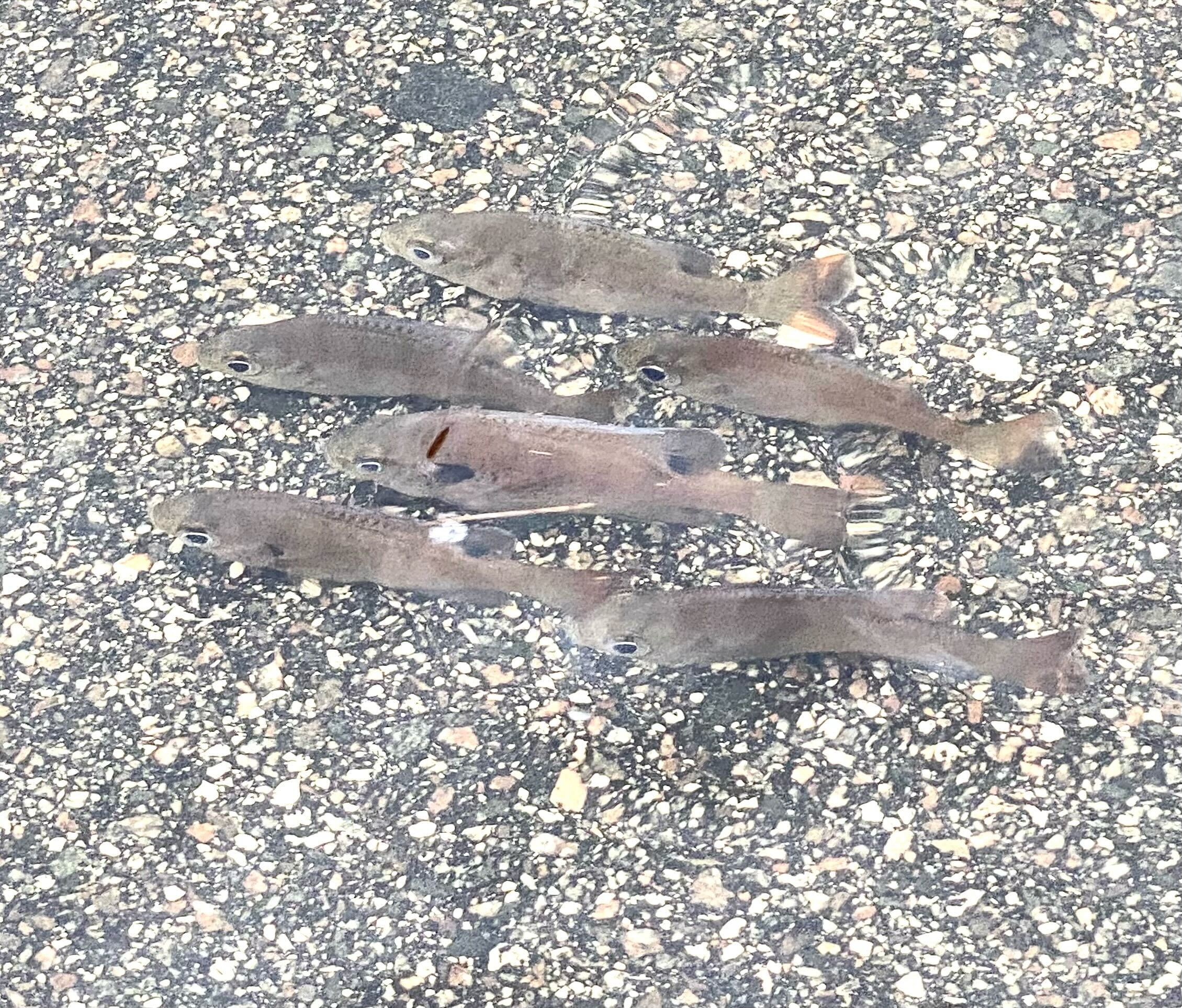 Fish swim along Titusville, Florida street after Hurricane Ian | FOX 35 ...