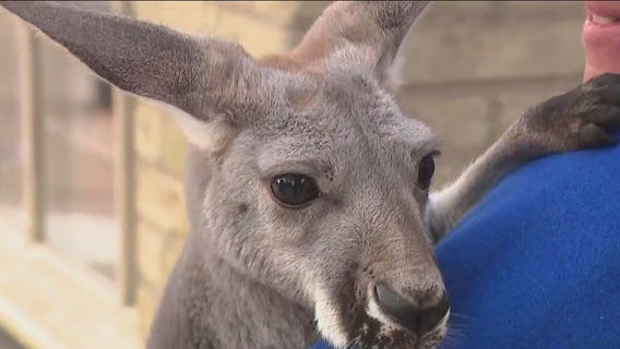 Cedarburg?s Wine & Harvest Festival isn?t your average event