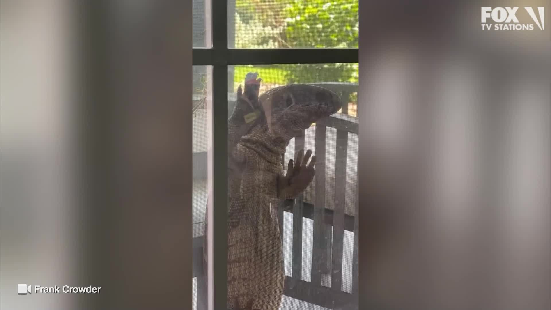 WATCH: Giant lizard climbs window of Florida home