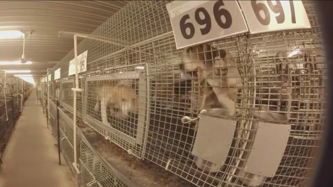 Wisconsin dog breeder rejects $55K fine; disputes animal welfare violations