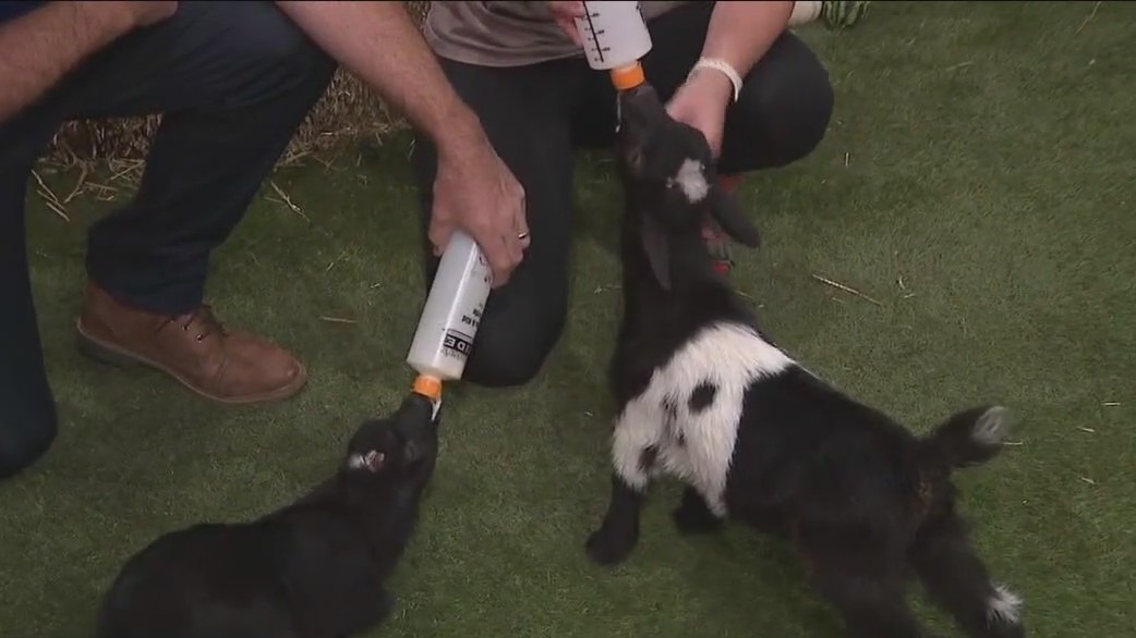 Jerry Smith Pumpkin Farm petting zoo