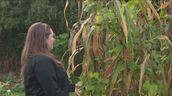 Native Wellness Garden plants showcase