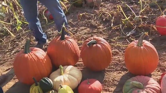 Variety of pumpkins, gourds, and squash