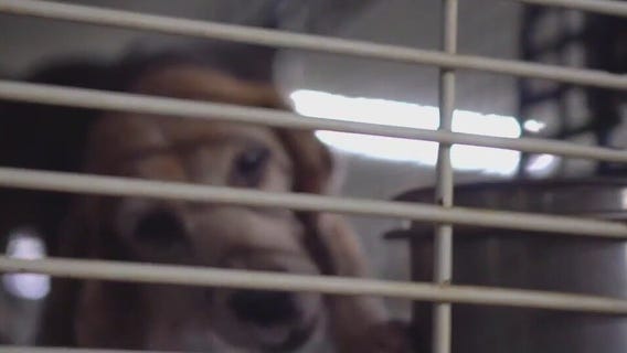 Wisconsin dog breeding farm manager's veterinary license suspended