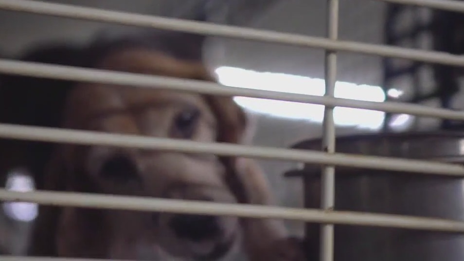 Wisconsin dog breeding farm manager's veterinary license suspended