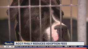 ACCT Philly reduces adoption fees